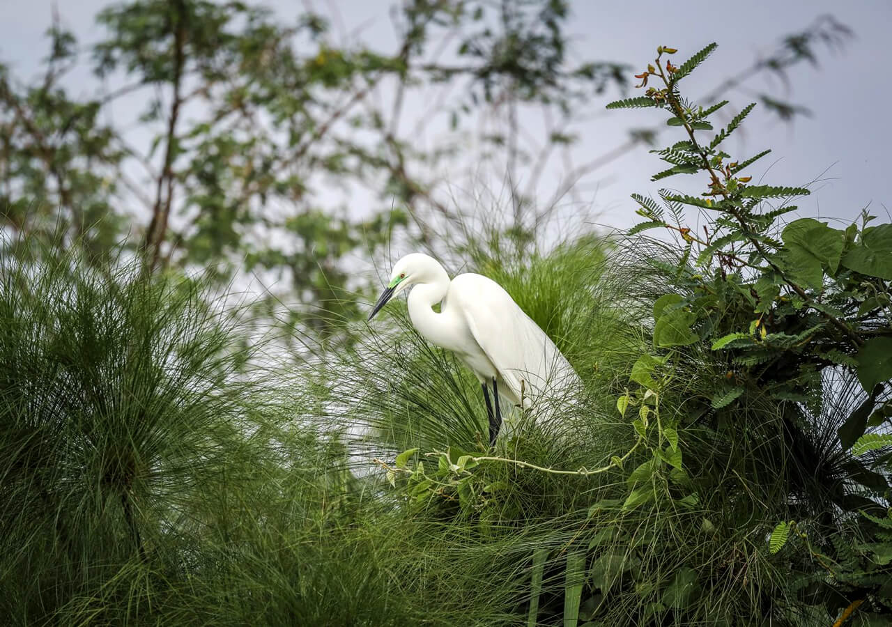 Bird Watching