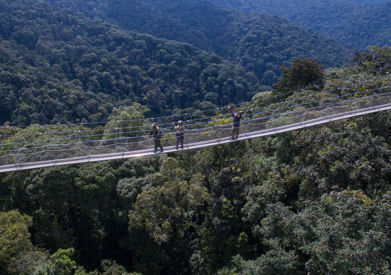 Canopy Walk