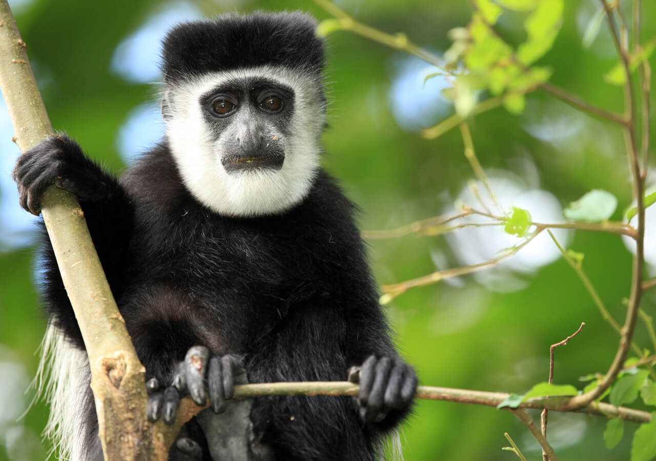 Colobus Monkey Trekking